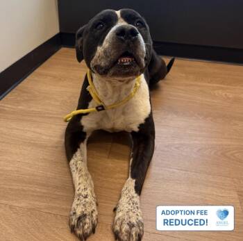Propeller -  Pit Bull Terrier and Australian Cattle Dog Blue Heeler Dog for Adoption in Naperville, Illinois - Propeller | PetCurious