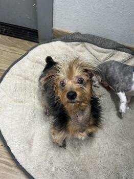 Yorkshire Terrier Dogs Available for Adoption - Mercedes | PetCurious