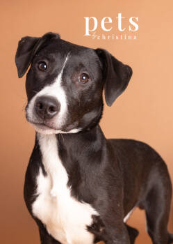 Rescue Pit Bull Terrier and Australian Shepherd Dogs for Adoption in Warrenton, Missouri - AHS Falker | PetCurious