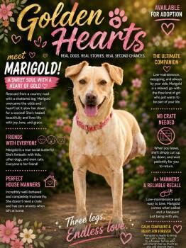 MARIGOLD -  Terrier and Retriever Dog for Adoption in Lincoln, Nebraska - MARIGOLD | PetCurious