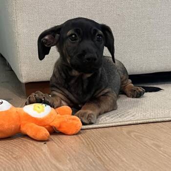 ALPHARETTA - Sarah2 -  Mixed Breed Dog for Adoption in Blairsville, Georgia - ALPHARETTA - Sarah2 | PetCurious