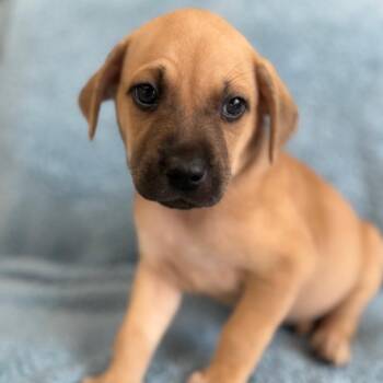 Dylan -  Cattle Dog and Mixed Breed Dog for Adoption in St. Peters, Missouri - Dylan | PetCurious