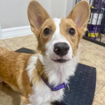 Echo -  Cardigan Welsh Corgi and Mixed Breed Dog for Adoption in Park Row, Texas - Echo | PetCurious