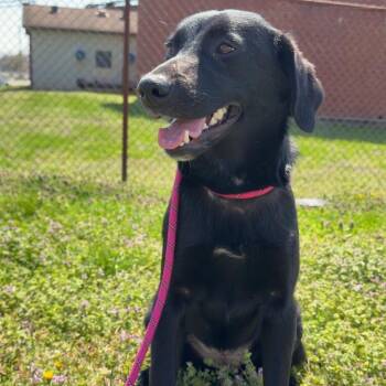 Border Collie and Black Labrador Retriever Dogs Available for Adoption in Henderson, Kentucky - Penelope | PetCurious
