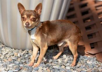 Chihuahua Dogs Available for Adoption - Cowboy | PetCurious