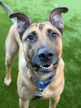 Rescue Mixed Breed Dogs for Adoption in Milpitas, California - Rico | PetCurious