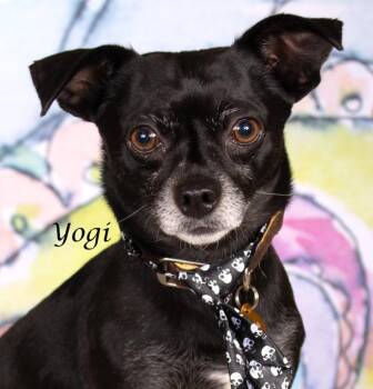 Chihuahua Dogs Available for Adoption in Gilbert, Arizona - Yogi | PetCurious