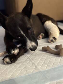 Fendi -  Shepherd Dog for Adoption in Bakersfield, California - Fendi | PetCurious