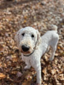 Rescue Labradoodle Dogs for Adoption in North Haven, Connecticut - Alder | PetCurious