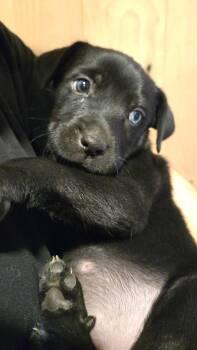 Siberian Husky and Pit Bull Terrier Dogs Available for Adoption in Carlsbad, California - Rasputia | PetCurious