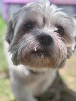 Shih Tzu and Yorkshire Terrier Dogs Available for Adoption in Hobart, Indiana - Teddy | PetCurious