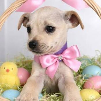 Yorkshire Terrier and Chihuahua Dogs Available for Adoption - Raya | PetCurious