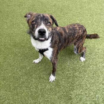 Cory -  Mixed Breed Dog Available for Adoption in Titusville, Florida - Cory | PetCurious