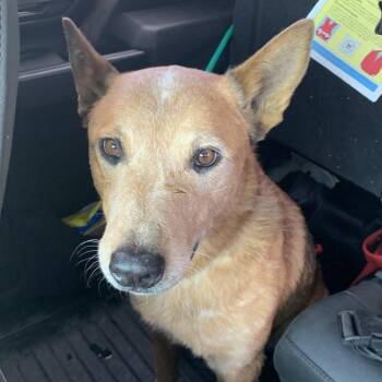 JAMISON -  Cattle Dog Dog for Adoption in Buchanan Dam, Texas - JAMISON | PetCurious