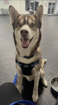 Husky Dogs Available for Adoption - Willy | PetCurious