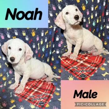 Noah -  Basset Hound Dog for Adoption in Manchester, Connecticut - Noah | PetCurious