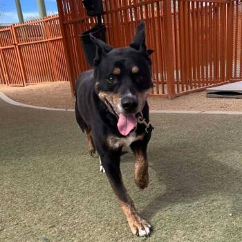 BRODIE -  Labrador Retriever and Mixed Breed Dog for Adoption in Las Vegas, Nevada - BRODIE | PetCurious