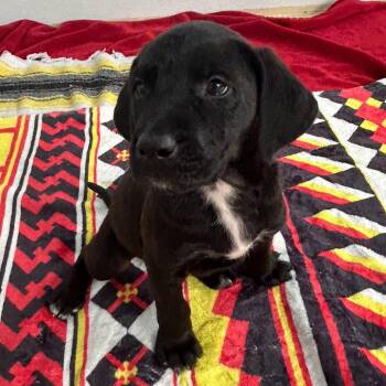 Poodle and Golden Retriever Dogs Available for Adoption in Loxahatchee Groves, Florida - Roosevelt 3895 | PetCurious