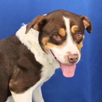 Pit Bull Terrier Dogs Available for Adoption - Shirley - 102215T | PetCurious