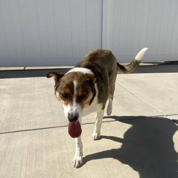 Trixie Joy -  Border Collie and Shepherd Dog for Adoption in Harrisonburg, Virginia - Trixie Joy | PetCurious
