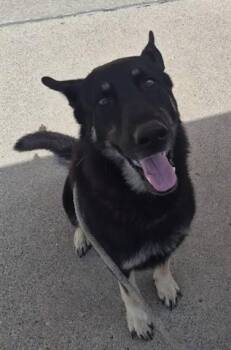 KODY -  German Shepherd Dog Dog for Adoption in Dayton, Ohio - KODY | PetCurious