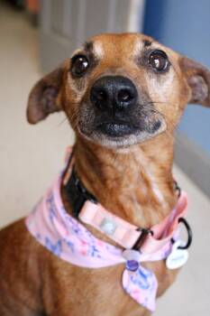 Peaches -  Terrier Dog for Adoption in Morgantown, Kentucky - Peaches | PetCurious