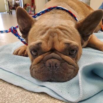 LILO -  French Bulldog Dog for Adoption in Camarillo, California - LILO | PetCurious