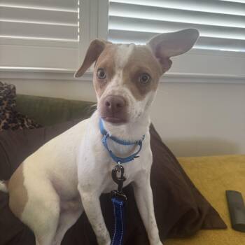 Chihuahua Dogs Available for Adoption in Columbia, Maryland - Russ | PetCurious