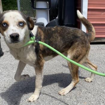 Simon -  Australian Shepherd and Hound Dog for Adoption in Jacksboro, Tennessee - Simon | PetCurious