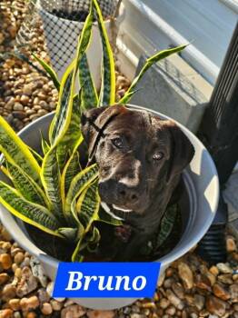 Bruno (Encanto Crew) -  Labrador Retriever and Pit Bull Terrier Dog for Adoption in Gillsville, Georgia - Bruno (Encanto Crew) | PetCurious