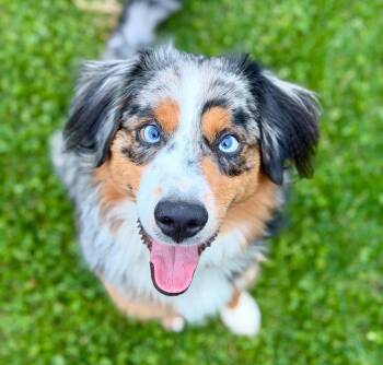 Louie -  Australian Shepherd Dog for Adoption in Silvana, Washington - Louie | PetCurious