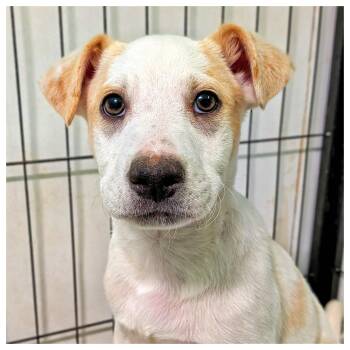 Chihuahua and Jack Russell Terrier Dogs Available for Adoption in Eustis, Florida - Bandit | PetCurious