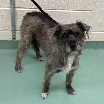 Philly -  Mixed Breed Dog for Adoption in Memphis, Tennessee - Philly | PetCurious