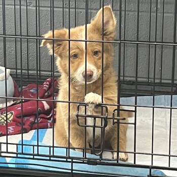 Meatball -  Australian Shepherd Dog for Adoption in Bethel, Connecticut - Meatball | PetCurious