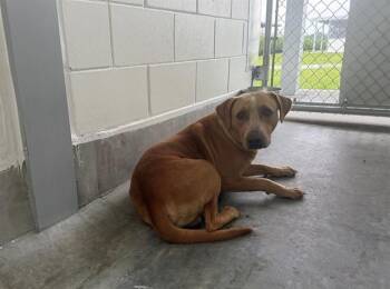 A389072 -  American Bulldog Dog for Adoption in Ocala, Florida - A389072 | PetCurious