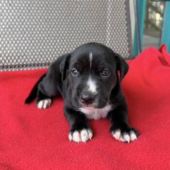 Jack in the Box -  Shepherd and Terrier Dog for Adoption in Carencro, Louisiana - Jack In The Box | PetCurious