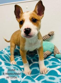 Pit Bull Terrier and Mixed Breed Dogs Available for Adoption - Dune | PetCurious