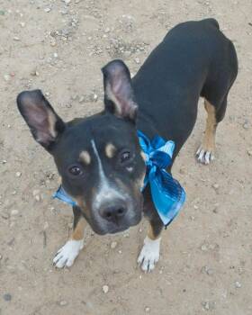 Camille (Mille) -  Shepherd Dog for Adoption in Seagoville, Texas - Camille (Mille) | PetCurious