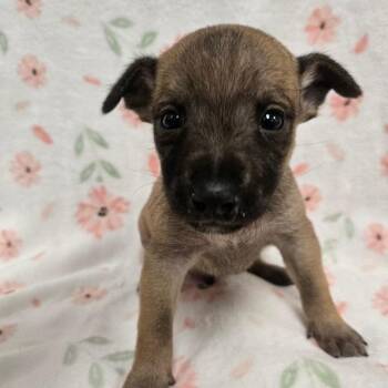 Chihuahua Dogs Available for Adoption - Arthur | PetCurious