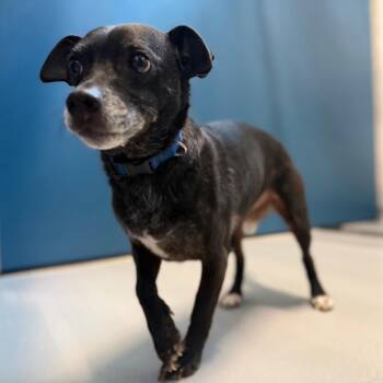 Nicholas -  Mixed Breed Dog for Adoption in Auburn, Alabama - Nicholas | PetCurious