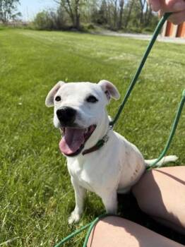 Terrier and Mixed Breed Dogs Available for Adoption in Mount Pleasant, Iowa - Thunder | PetCurious