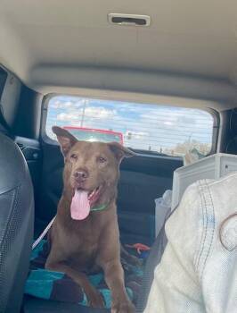 Labrador Retriever Dogs Available for Adoption in Chicago, Illinois - Bear | PetCurious