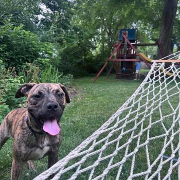 Bo -  Mixed Breed Dog for Adoption in Philadelphia, Pennsylvania - Bo | PetCurious