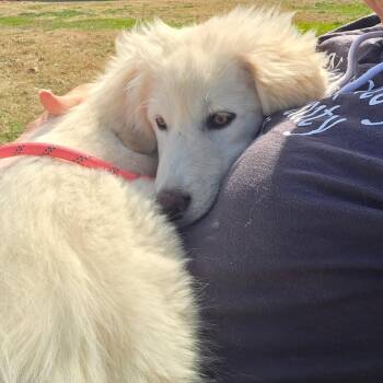 Great Pyrenees Dogs Available for Adoption - Yuna | PetCurious