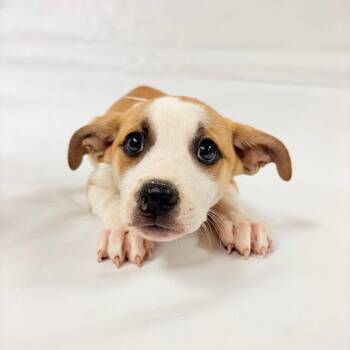 1030 (2026) Jessie -  Shepherd and Labrador Retriever Dog for Adoption in Parker, Colorado - 1030 (2026) Jessie | PetCurious