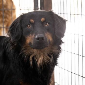 Rescue Mixed Breed Dogs for Adoption in Henderson, Kentucky - Alpha | PetCurious