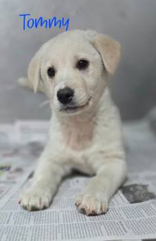 Yellow Labrador Retriever and Goldador Dogs Available for Adoption - Tommy | PetCurious