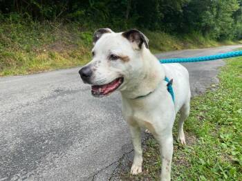 American Staffordshire Terrier and Australian Cattle Dog Blue Heeler Dogs Available for Adoption - Elliott | PetCurious