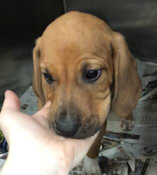 Stanley -  Labrador Retriever Dog for Adoption in Parma, Ohio - Stanley | PetCurious