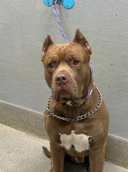 KING -  American Bulldog Dog for Adoption in Las Vegas, Nevada - KING | PetCurious